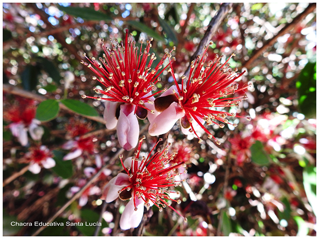 Flor de guayabo-Chacra Educativa Santa Lucía