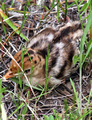 Wild Turkey Chick