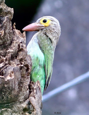 Brown-headed Barbet