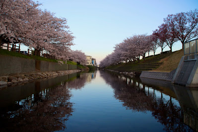 赤坂泉公園の桜