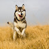 Nutrition and Exercise Tips for Your Siberian Husky