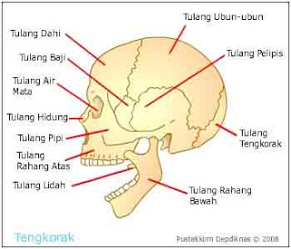  Kita sanggup melaksanakan banyak sekali acara ibarat bangun  Rangka Tubuh Manusia, Sendi, Penyakit dan Cara Memelihara Rangka