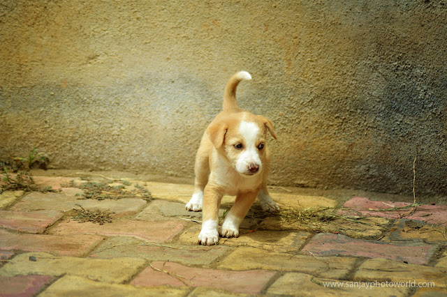 Puppy