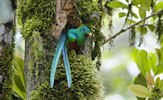 Aves exóticas y fantásticas en el paraíso