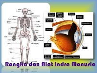 Materi IPA Kelas 4 Rangka Dan Panca Indra Manusia