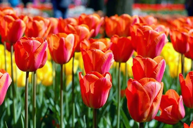 tulipas na holanda