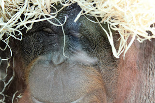 Zoo de Beauval