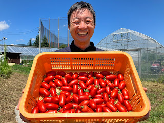 【20230805】加工用トマト