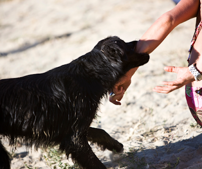 Dog biting problem