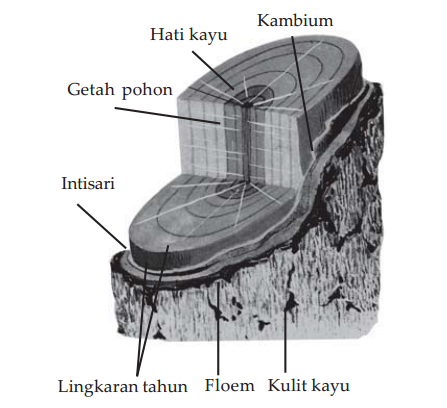 jaringan batang