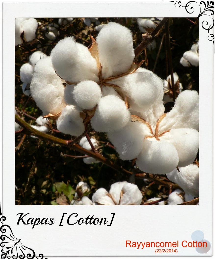 Rayyancomel Cotton Pokok Kapas 