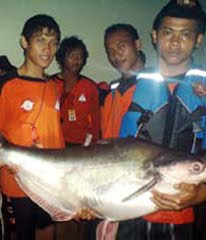 ikan