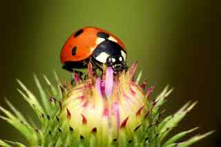 94% Ladybug Answers English, Portugues, Deutsch, Espanol Espana, French/Francais, Espanol Mexico, Italiano, Russian
