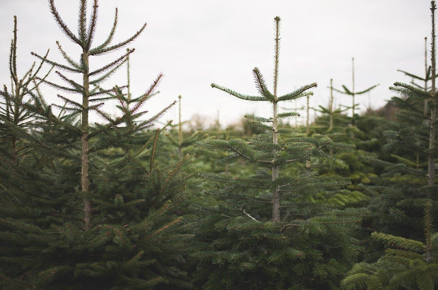 Picking our Christmas Tree with Lighthouse Clothing