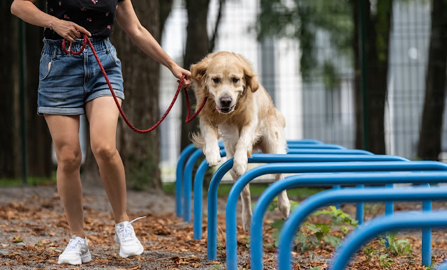 menina-treinando-golden-retriever-cachorro-no-parque-ao ar livre-no-verão-jovem-mulher-com-cachorrinho-pet-cão