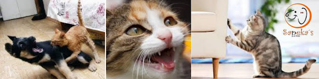 Arranhador para gatos evita estresse sem prejuízos