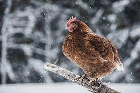 Preventing diseases in laying hens in winter