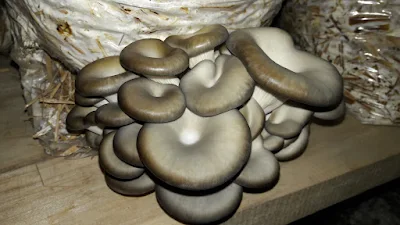 Recommendations for starting mushroom business