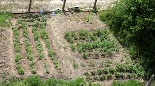 Lovely tidy weeded garden with LOTS OF SPUDS