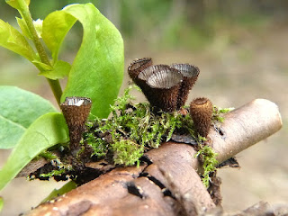 Cyathe strié - Cyathus striatus