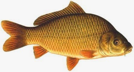 umpan mancing ikan mas cuaca