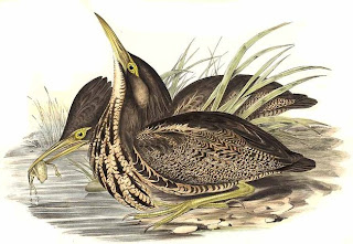 avetoro australiano Botaurus pocioloptilus aves de Oceania en peligro de extincion