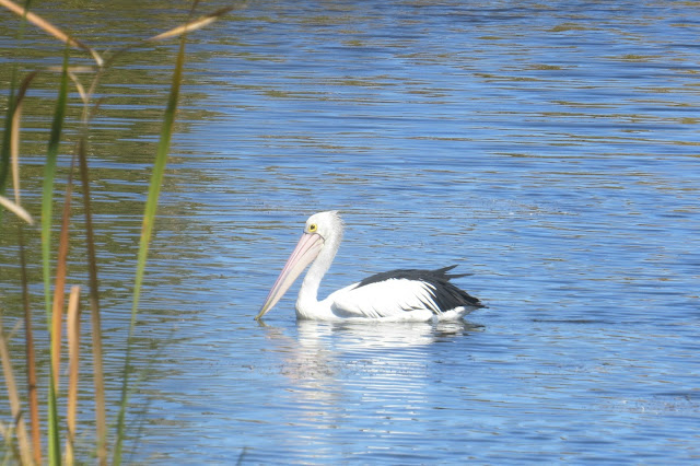 Pelican