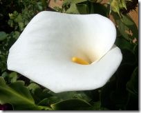L’Arum