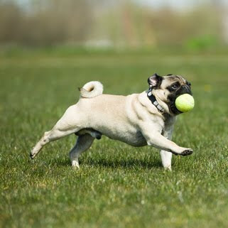 ... eco-dog: Fetch 101: How to Teach Your Old &amp; New Dog A Game of Fetch