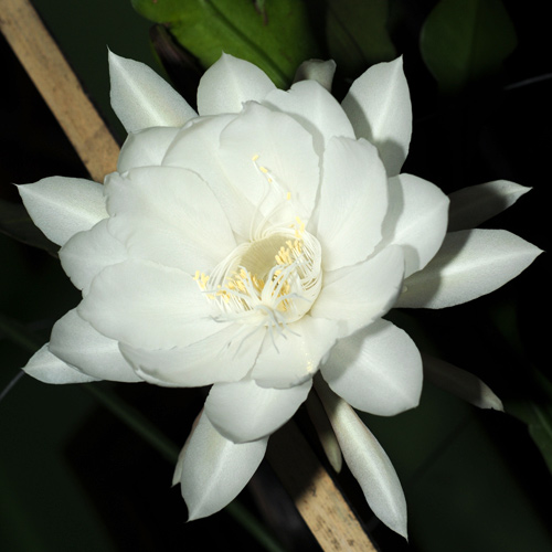 bunga wijayakusuma
