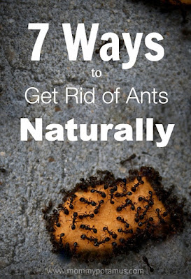 7 Ways To Get Rid of Ants Naturally