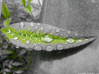 Rainwater the containing leaf
