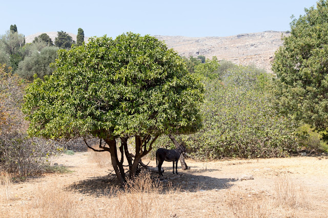 lindos viaggio rodi rodos grecia estate mare farfalle valle colosso granchio asinello gatti