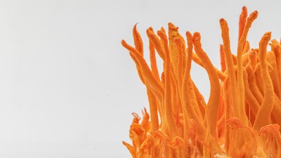 Cordyceps: The Mighty Medicinal Mushroom