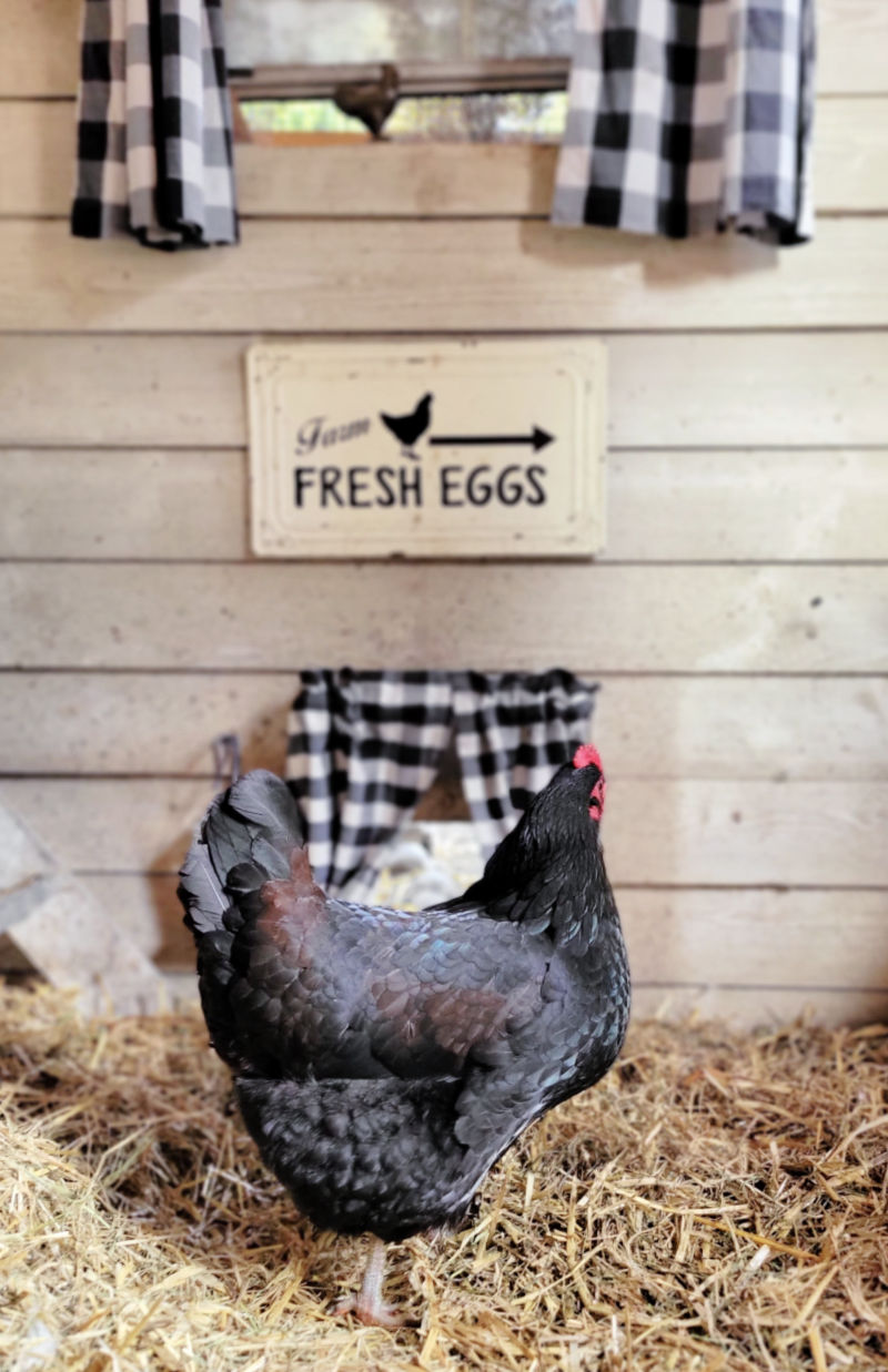 Chicken Coop Decor! – Lizzy & Erin