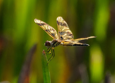 Halloween Pennant (Celithemis eponina)