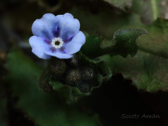 Omphalodes japonica