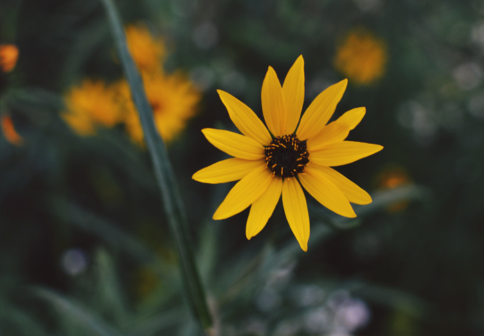 The Flying Clubhouse: Around the Clubhouse | Amber and Gold #blackeyedsusan