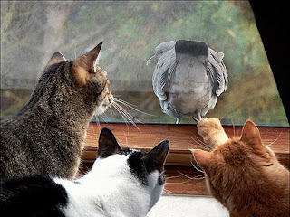 Cats and Pigeon