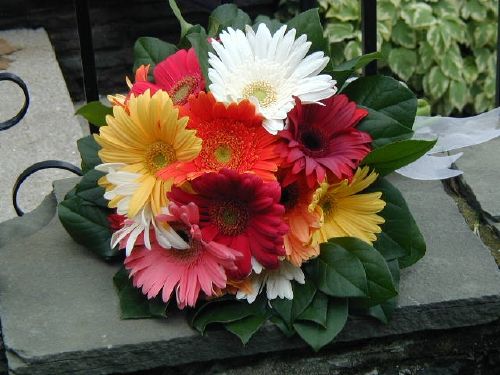 White yellow red and pink gerberas make up this stunning bridal bouquet