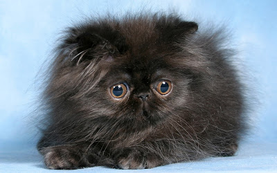 Black Persian Cat