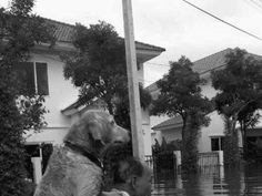 Hurricane Katrina: Benefits Dogs and Other Pets