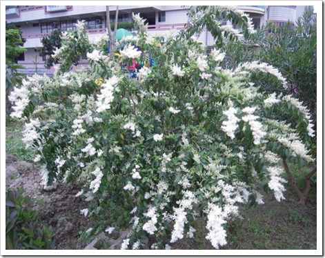 clip_image001