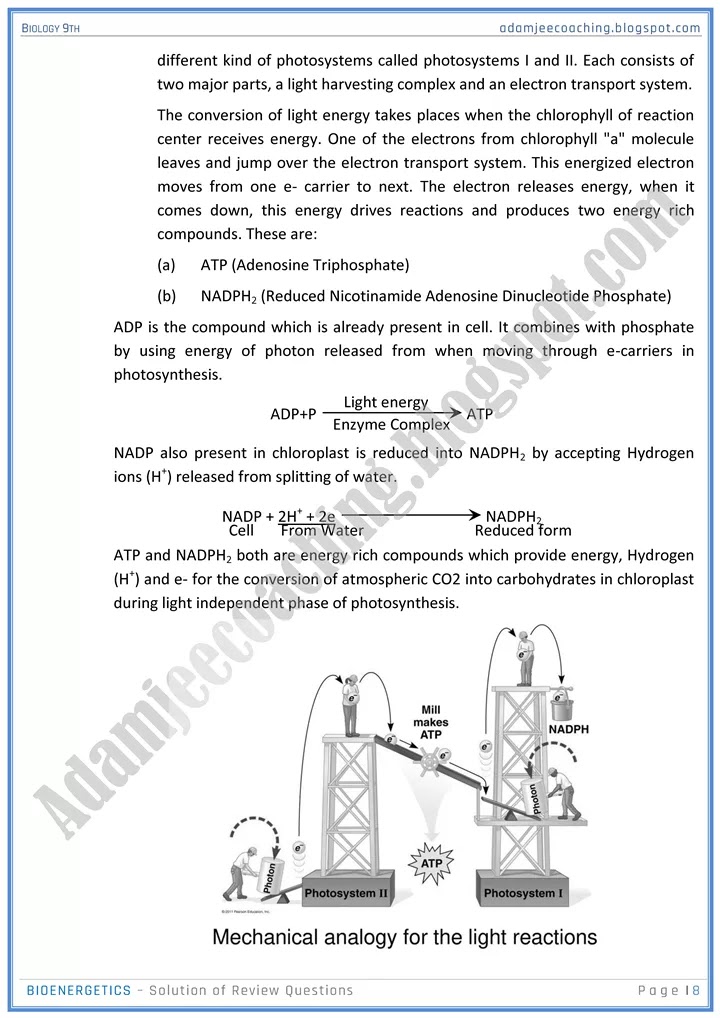 bioenergetics-review-question-answers-biology-9th