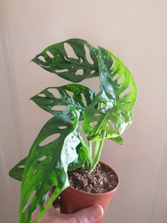 Monstera Adansonii