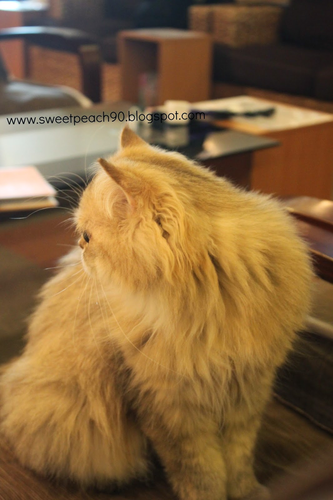 Sweet Peach TRAVEL Visit Cat Cafe Part I Tokyo Japan