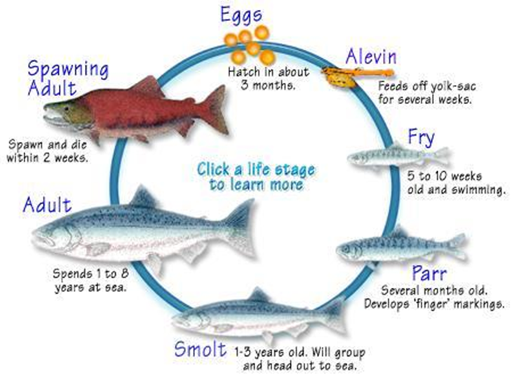 Ciclo de vida del salmón.