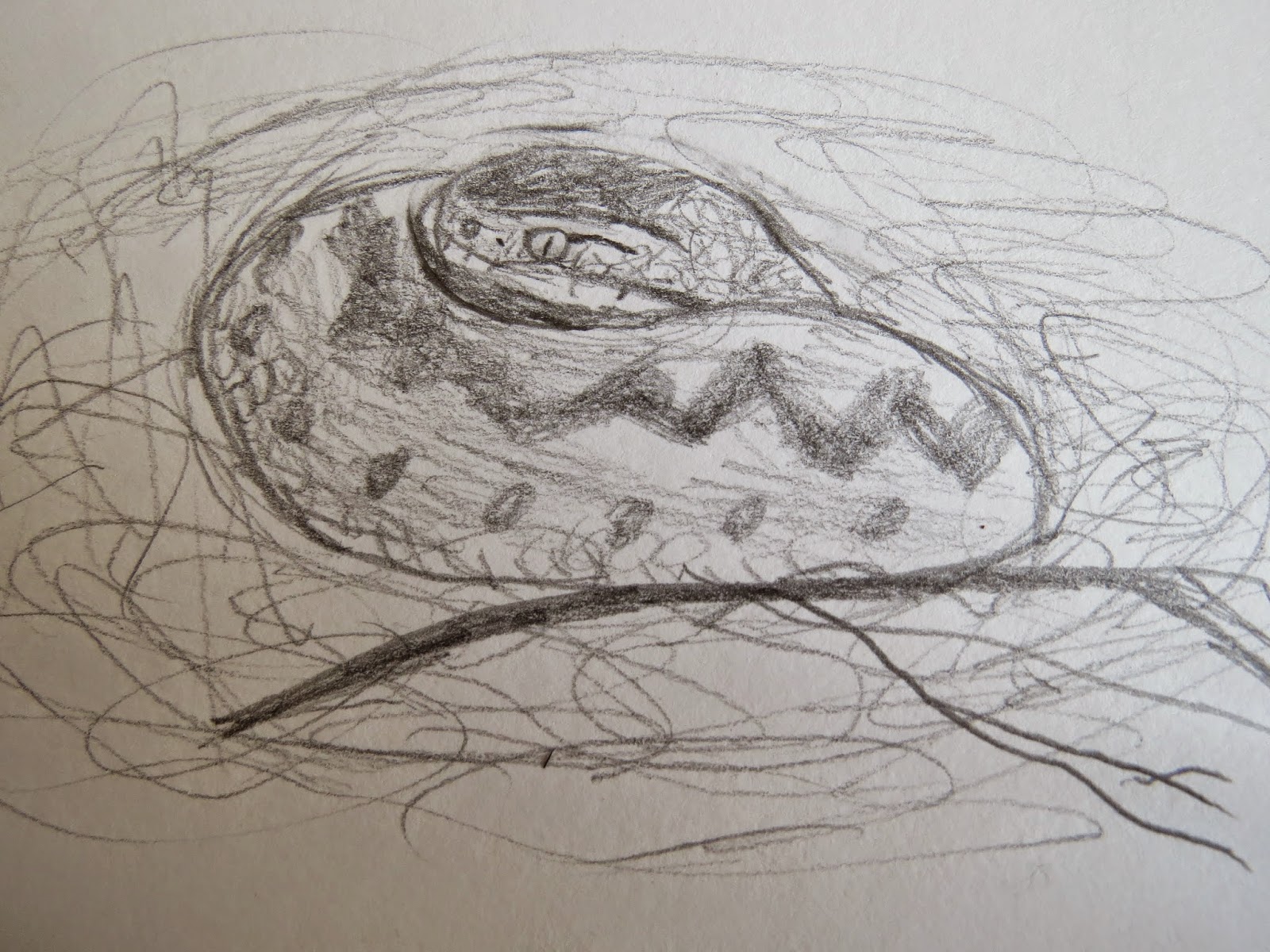 The Autistic Naturalist: How To Draw: Lizards and Snakes