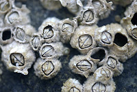 Barnacles