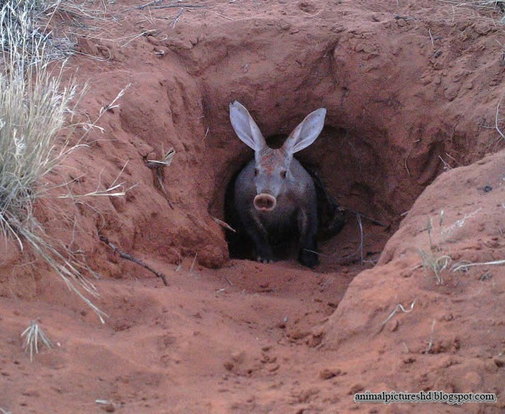 pictures of aardvarks